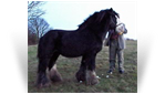 The Lob Eared Horse